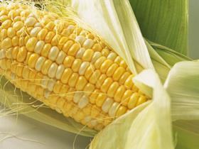 maize