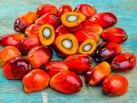 palm oil