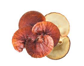Lingzhi, Ganoderma sichuanense, also known as reishi or Ganoderma lingzhi mushroom GettyImages-1436882659