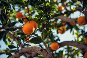 citrus 3