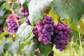 grapes 2