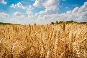durum 2