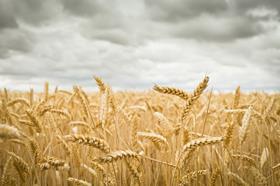 WHEAT GettyImages-108355530