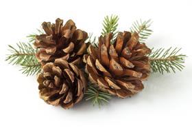 Pine cone GettyImages-155138895