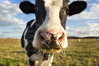Dairy cow chewing grass