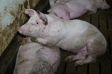 cranswick pig 1