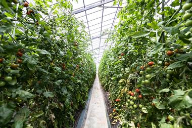 Tomato plants growing in a greenhouse