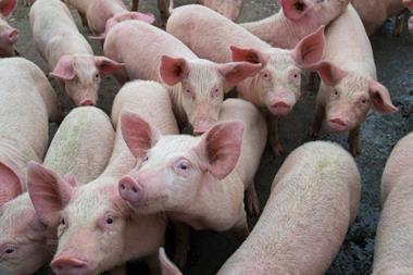 Pigs