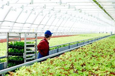 lettuce farm worker
