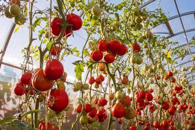 tomatoes in glasshouse- getty