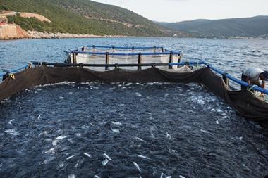 Fish crowded before being netted for slaughte
