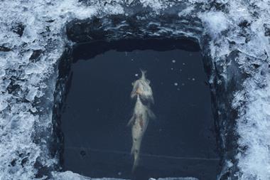 Fish in ice
