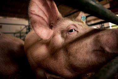 animal abuse cage pig farming