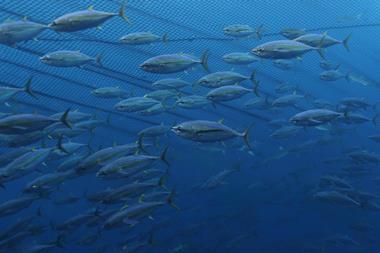 Yellowfin tuna ISSF image - credit Fabien Forget