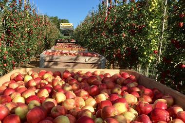 British Royal Gala apples being harvested Kent