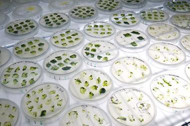 Ecover microalgae