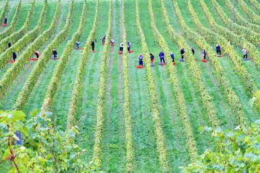 Fruit picking workers vineyard