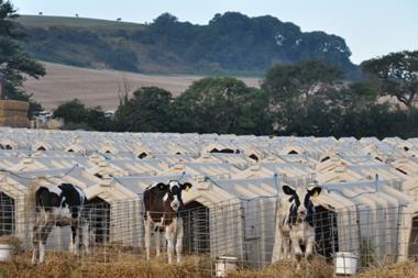 Animal Equality dairy calfs
