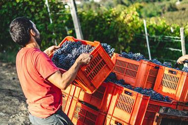 Vineyard fruit picker worker