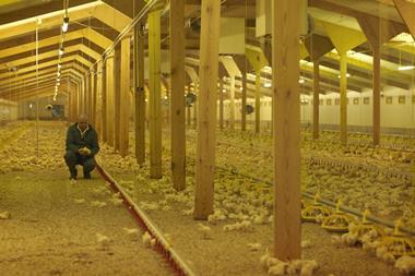 Farmer in intensive chicken house (Herefordshire) CJW