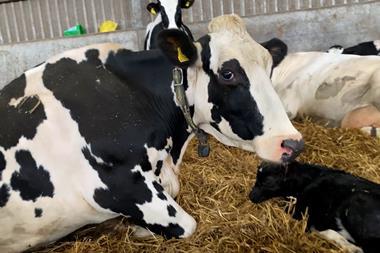 Dairy cow Animal Equality