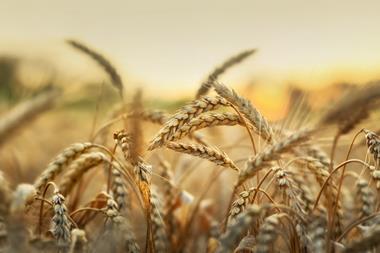 Wheat crops Getty Images