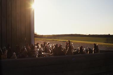Chickens outside by a barn