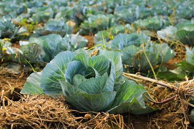cabbage crop growing in field vegetables