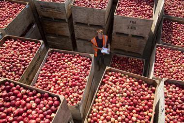 FSP_Loddington_Apple_Harvest_029
