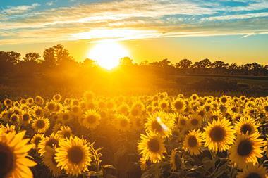 Sunflower field