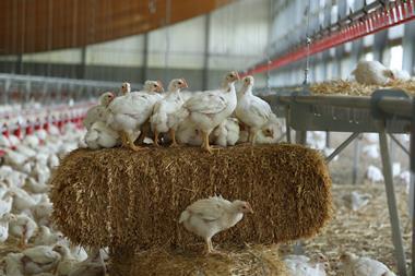 Broilers on straw bale