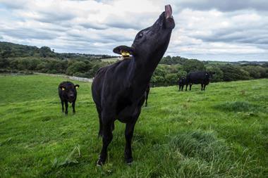 Finnebrogue wagyu happy cow