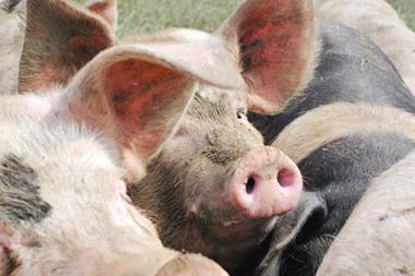 Helen Browning's Oragnic saddleback pigs