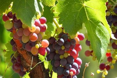 wine grapes vineyard