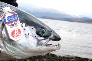 SSPO Scottish Label Rouge Salmon