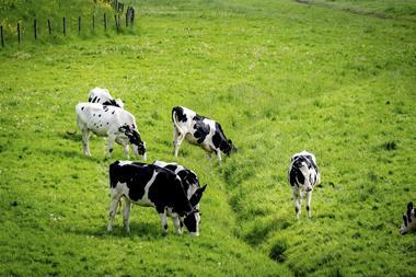 dairy cows in field - getty