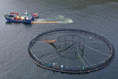 Fish farm salmon round nets in natural environment Loch Fyne Arygll and Bute Scotland - Getty