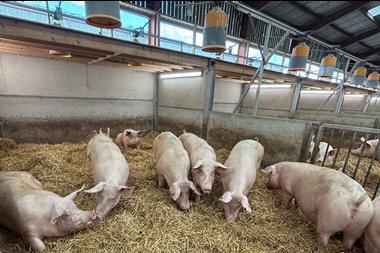 Teco hi res Sows image