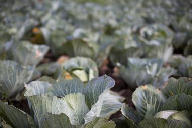 white cabbage field - getty