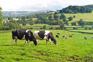 dairy cattle cows farm farming