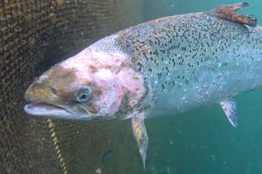 Exposed: Salmon left to die on a farm supplying Tesco's Finest