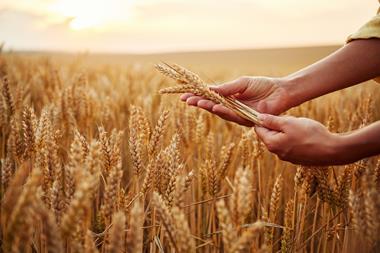 wheat farming