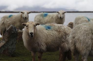 Wales sheep