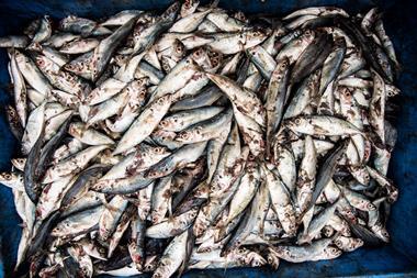 Damaged fish for fishmeal plant