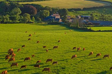 cattle in landscape