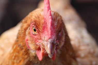Battery hen - stock photo
