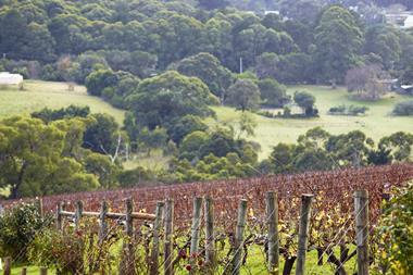 Vineyards in Victoria, Australia