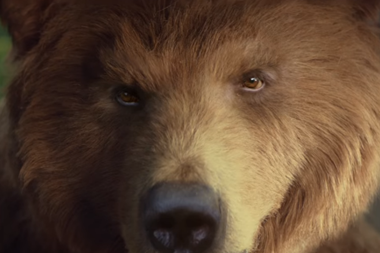 Bear nibbles ad web