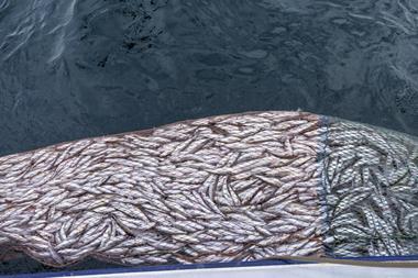 net filled with fish over the ocean