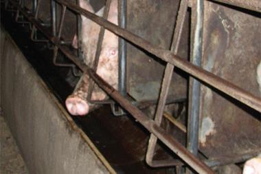 Pigs sow stall ban